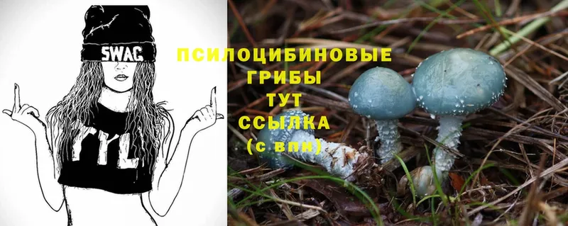 как найти наркотики  kraken ССЫЛКА  Псилоцибиновые грибы Magic Shrooms  Ардатов 